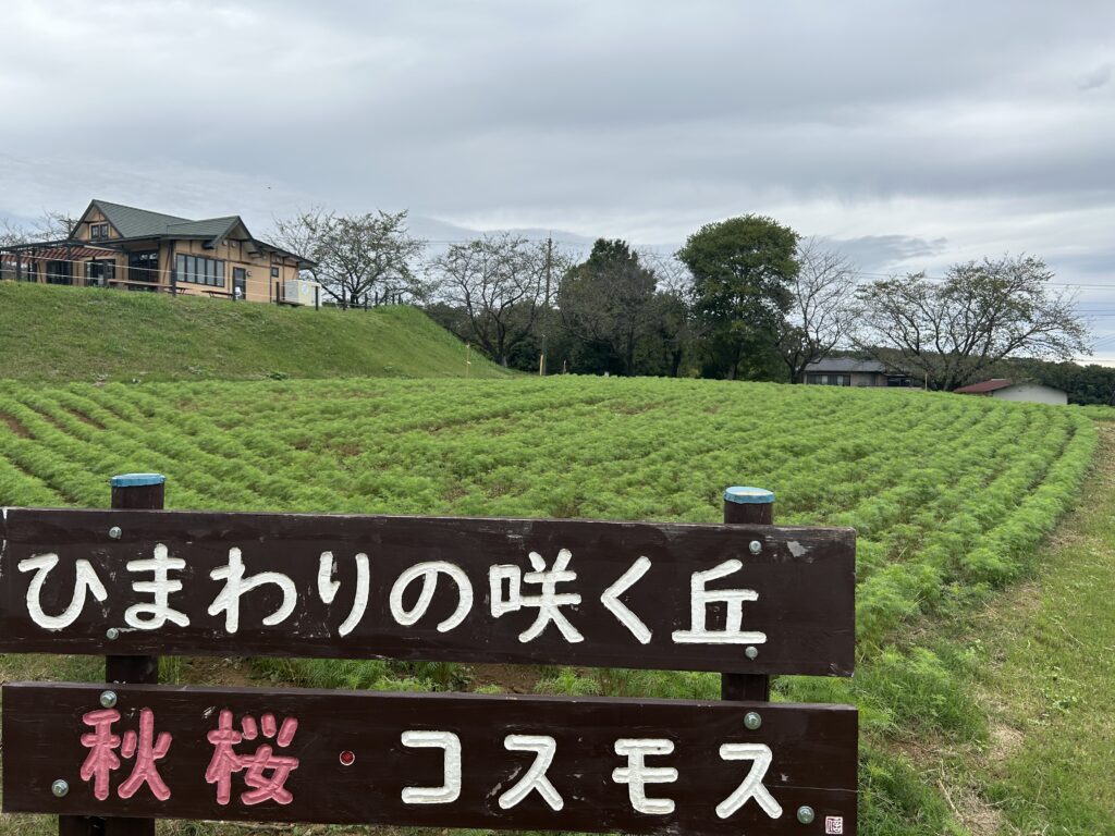 農林公園のコスモス畑