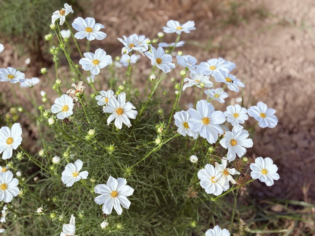 コスモスアリーナふきあげのコスモスの様子③