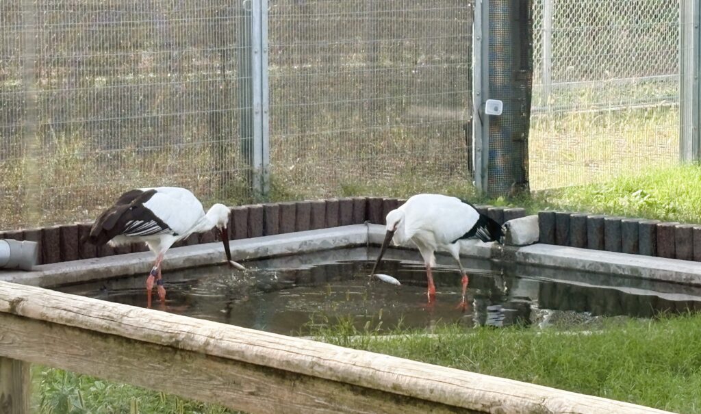 こうのとりの写真③