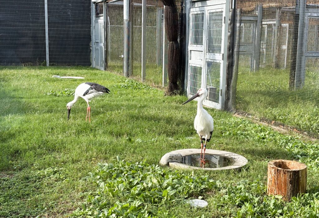 こうのとりの写真